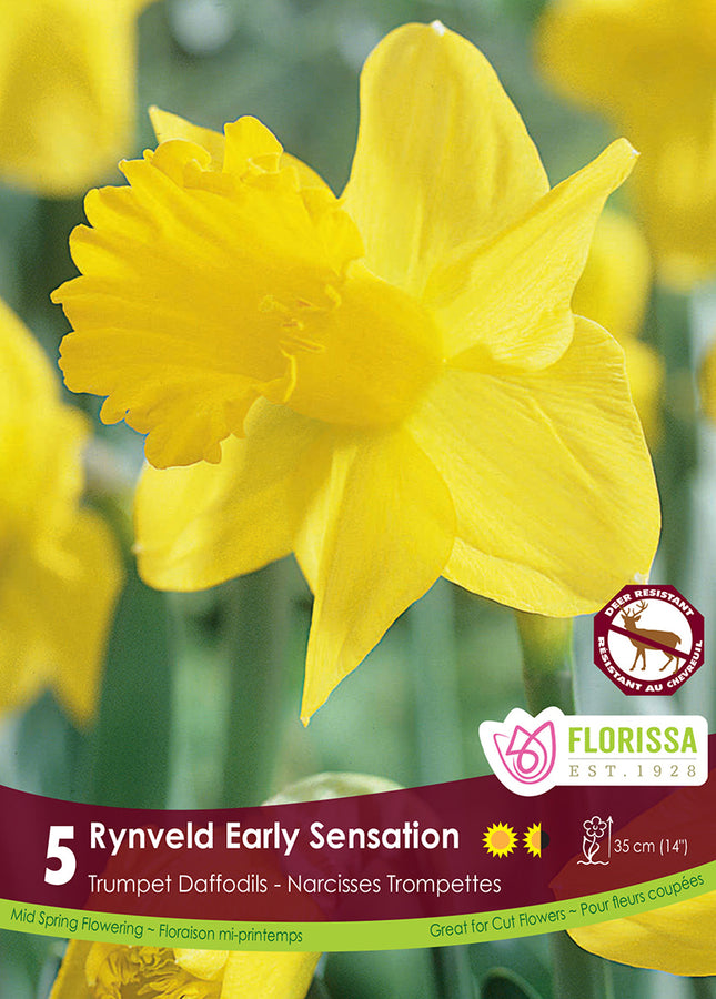 NARCISSUS BULBS - RYNVELD EARLY SENSATION