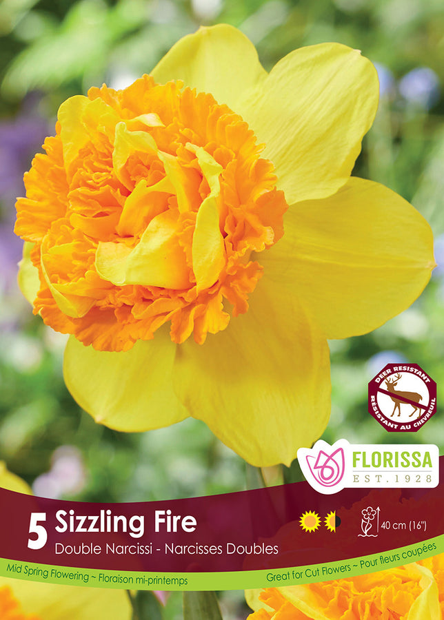 BULBES NARCISSE - SIZZLING FIRE