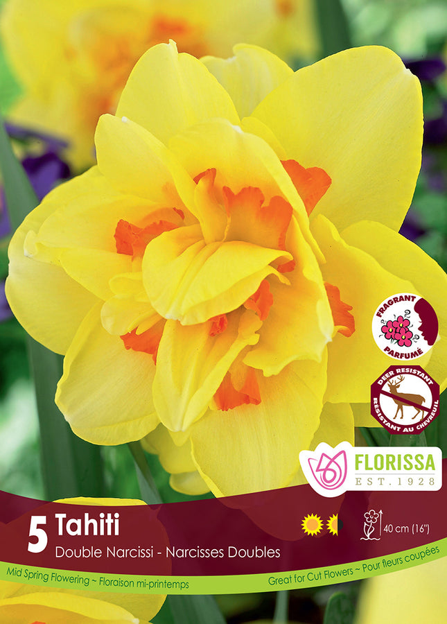 BULBES NARCISSE - TAHITI