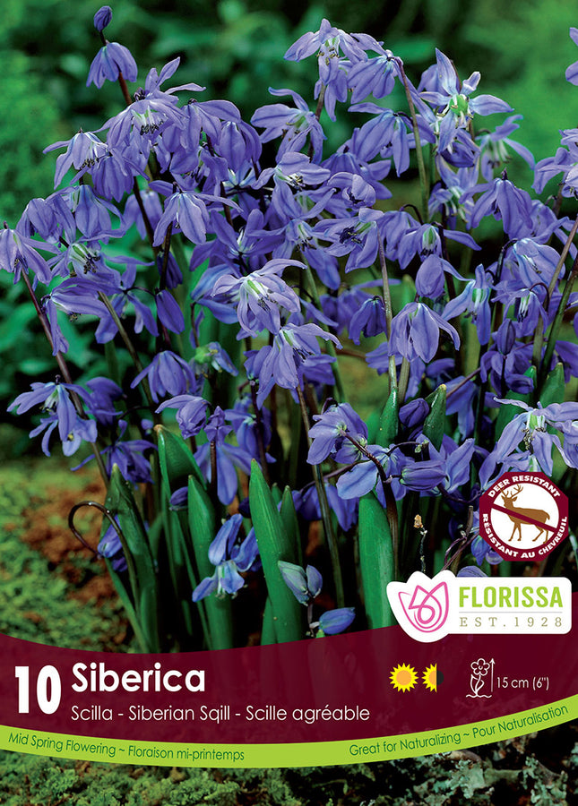 BULBES SCILLA - SIBERICA