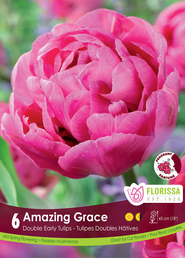 TULIP BULBS - AMAZING GRACE