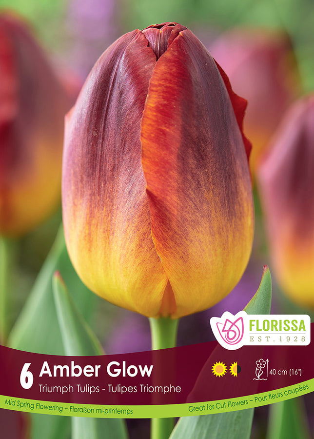 TULIP BULBS - AMBER GLOW