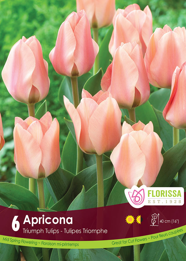 TULIP BULBS - APRICONA