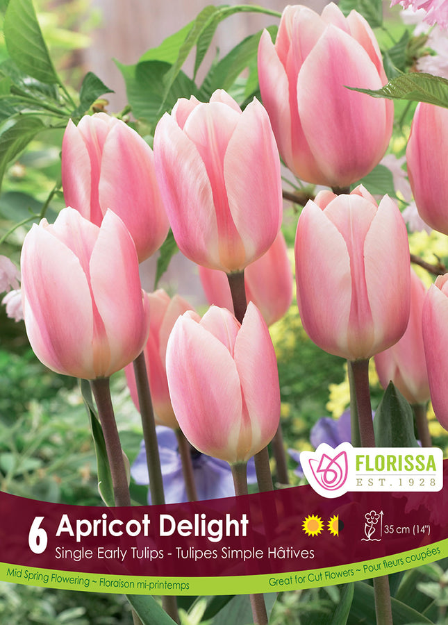 TULIP BULBS - APRICOT DELIGHT