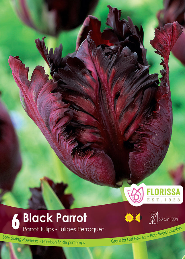 BULBES TULIPE - BLACK PARROT
