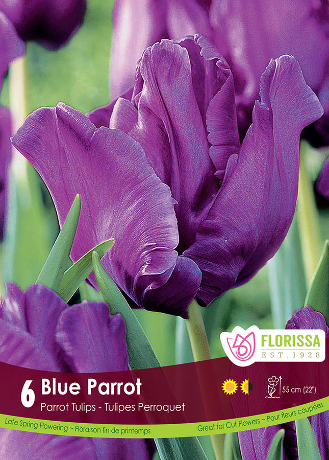 BULBES TULIPE - BLUE PARROT