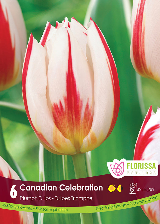 TULIP BULBS - CANADIAN CELEBRATION