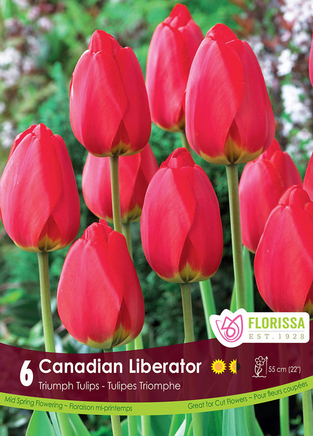 TULIP BULBS - CANADIAN LIBERATOR