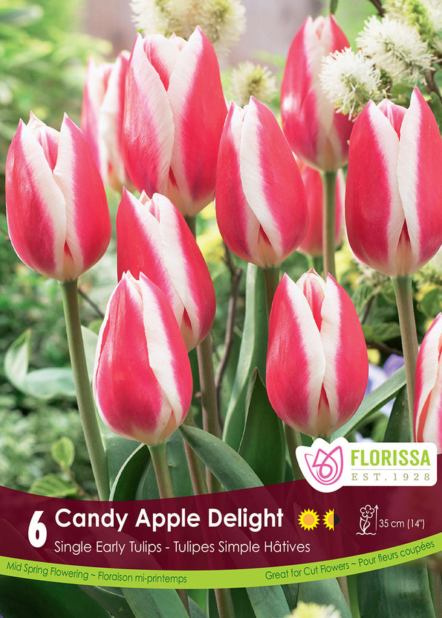 TULIP BULBS - CANDY APPLE DELIGHT