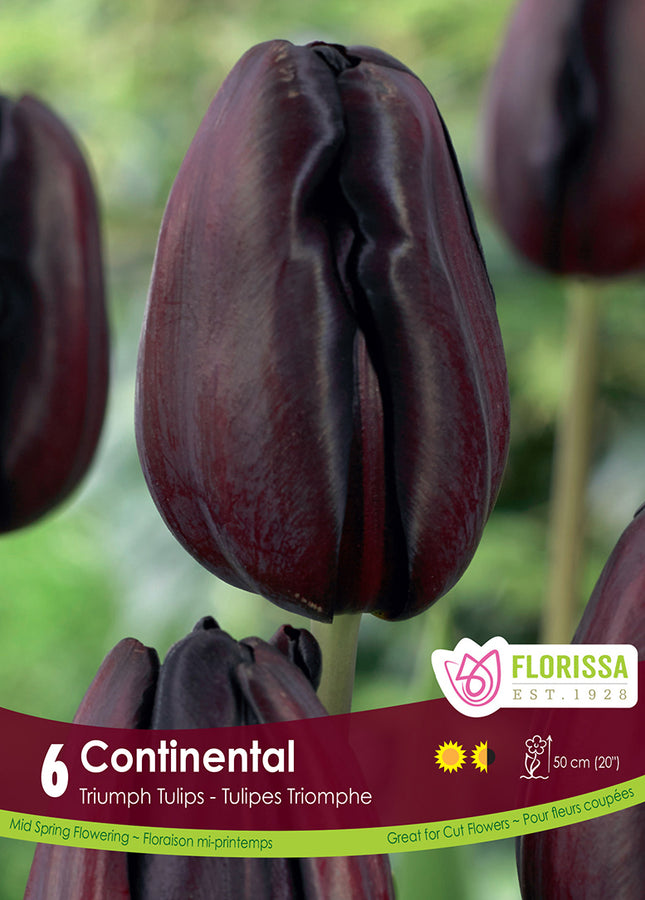 TULIP BULBS - CONTINENTAL