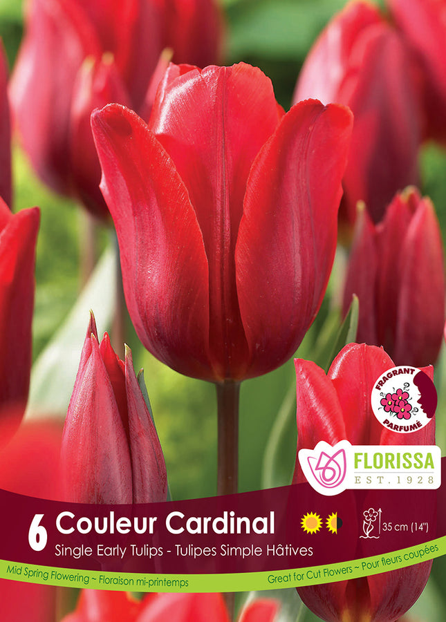 TULIP BULBS - CARDINAL COLOUR