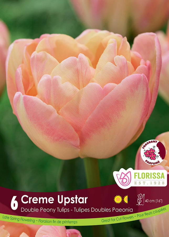 TULIP BULBS - CREAM UPSTAR