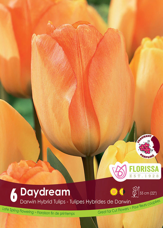TULIP BULBS - DAYDREAM