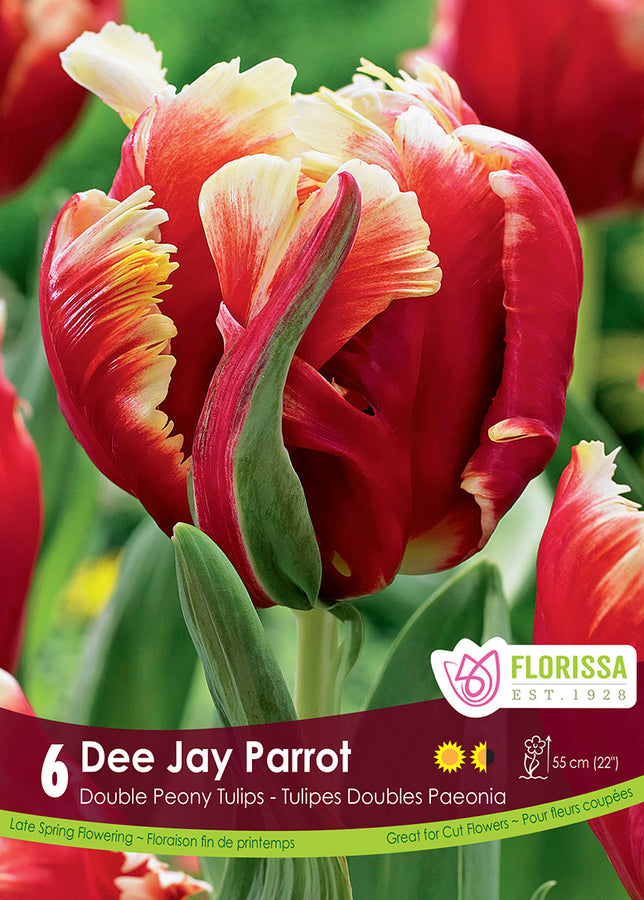 BULBES TULIPE - DEE JAY PARROT