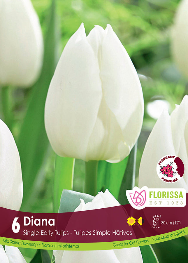 TULIP BULBS - DIANA