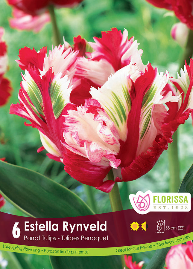 BULBES TULIPE - ESTELLA RYNVELD