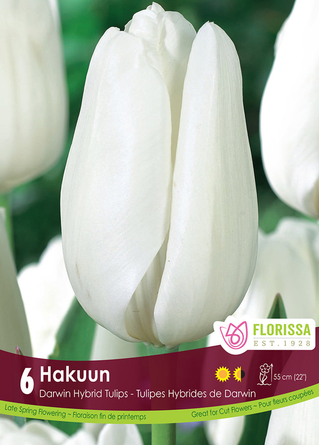 BULBES TULIPES - HAKUUN