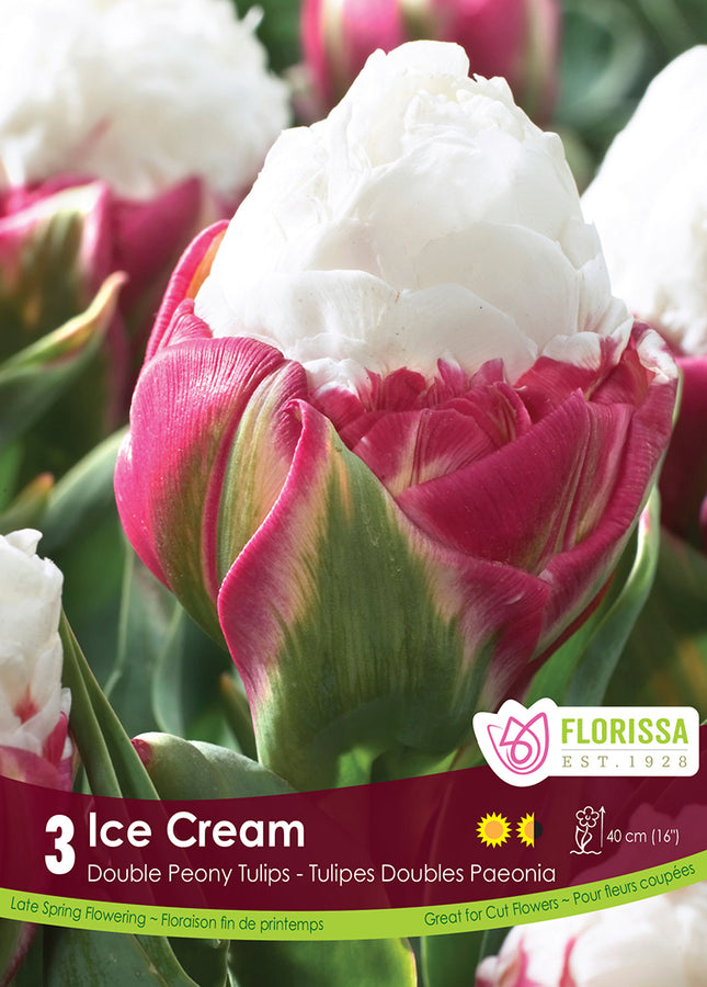 BULBES TULIPE - ICE CREAM