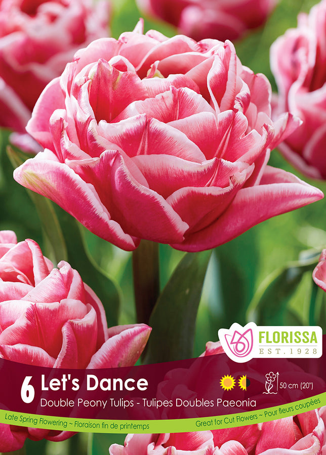 BULBES TULIPE - LET'S DANCE