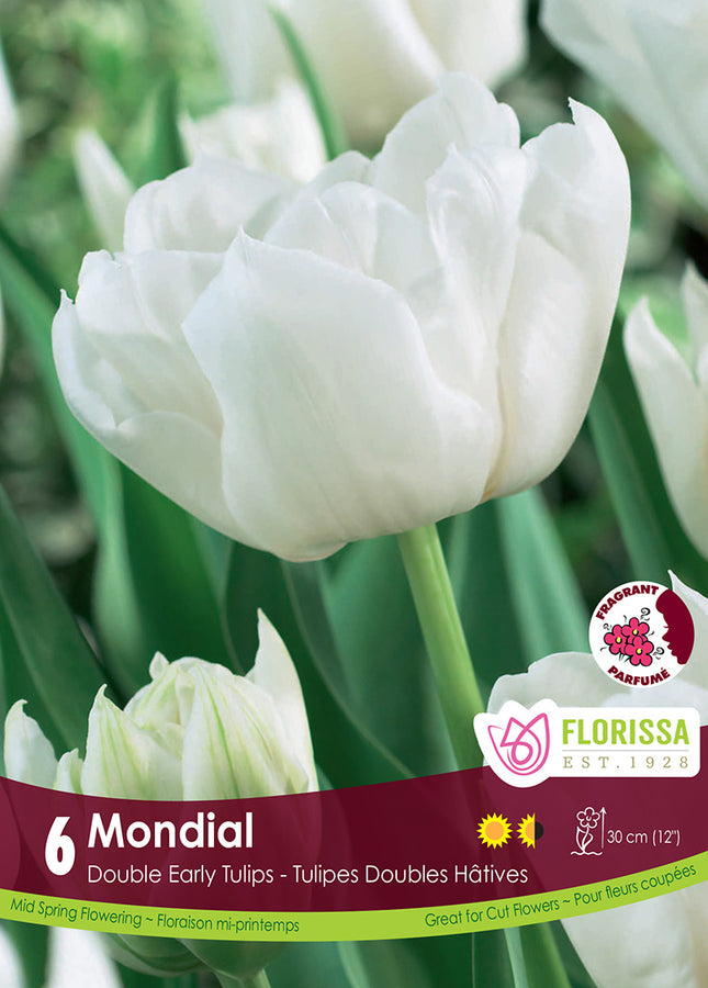 TULIP BULBS - WORLDWIDE