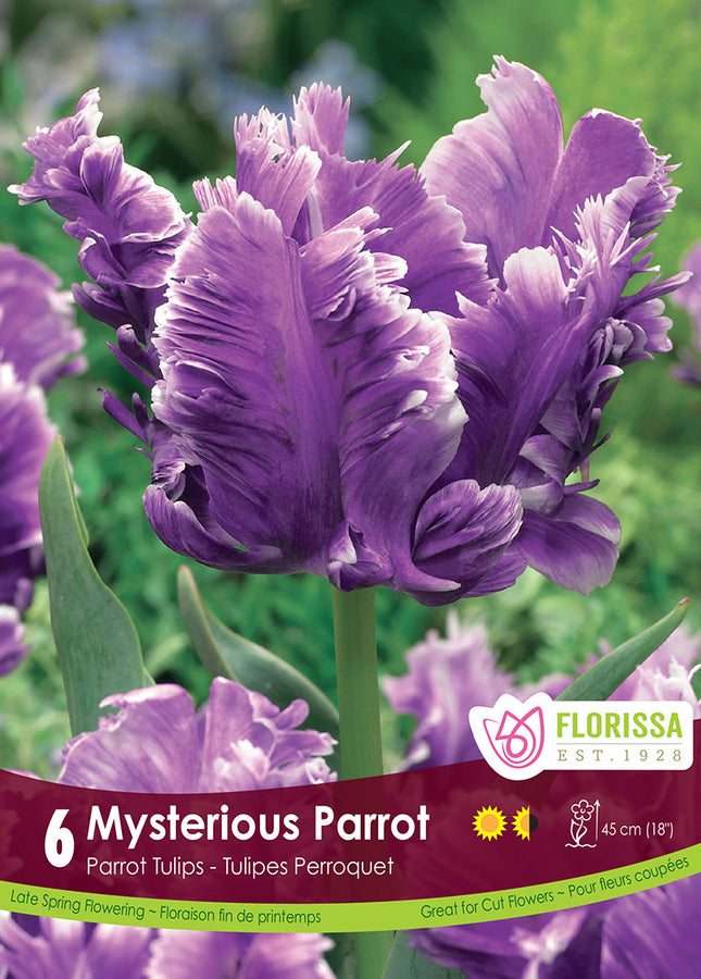BULBES TULIPE - MYSTERIOUS PARROT