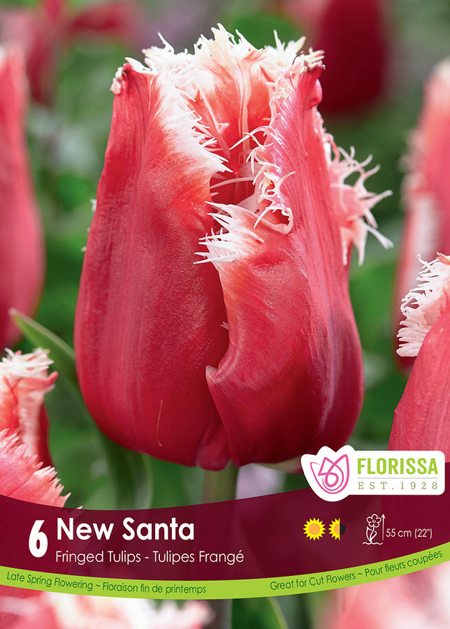 TULIP BULBS - NEW SANTA