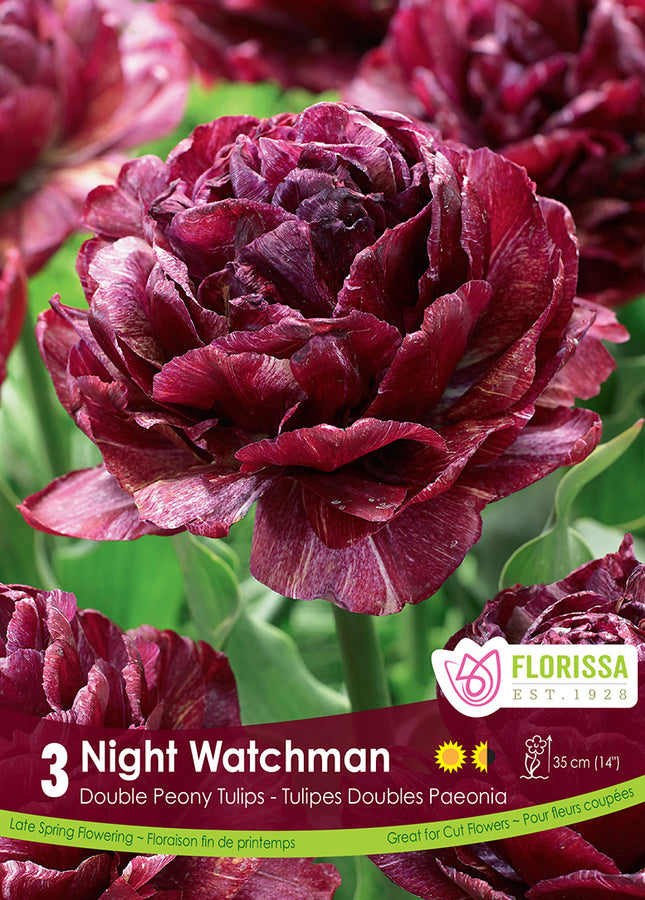 BULBES TULIPE - NIGHT WATCHMAN
