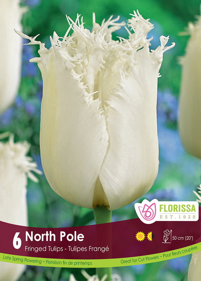 TULIP BULBS - NORTH POLE