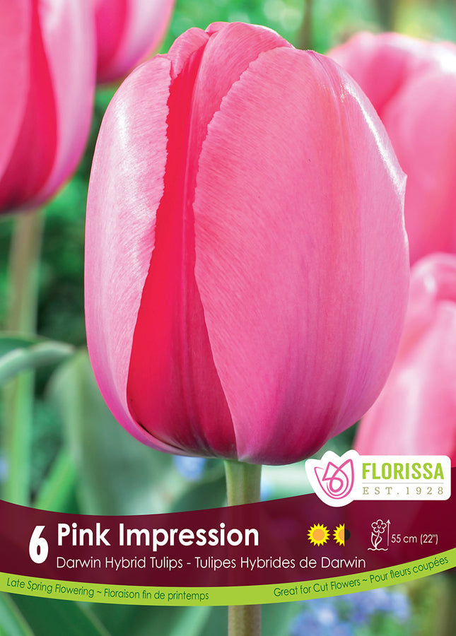 TULIP BULBS - PINK IMPRESSION