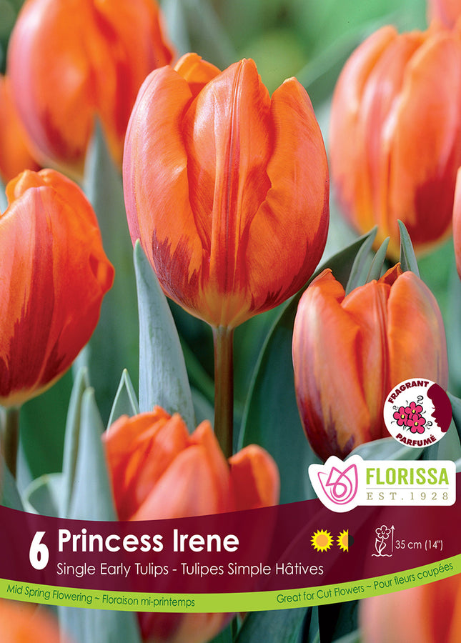 TULIP BULBS - PRINCESS IRENE