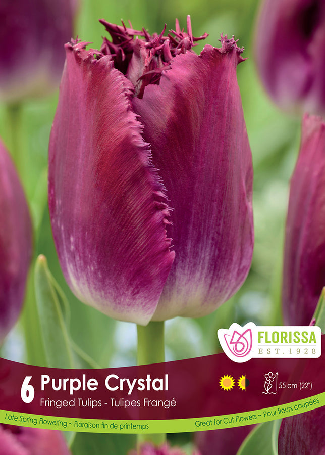 TULIP BULBS - PURPLE CRYSTAL