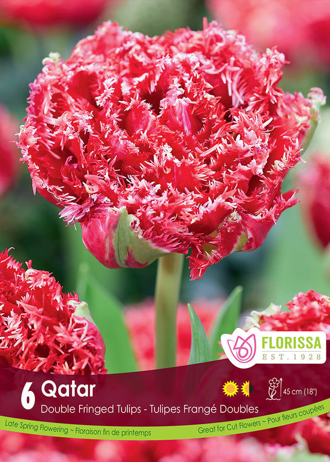 TULIP BULBS - QATAR