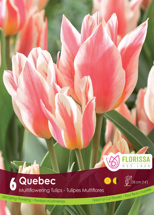 TULIP BULBS - QUEBEC