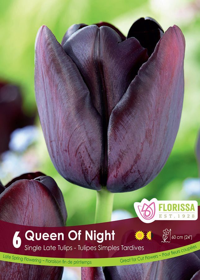 TULIP BULBS - QUEEN OF NIGHT