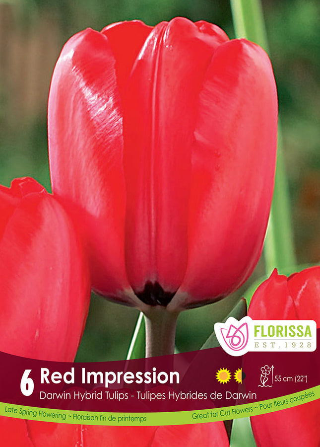 TULIP BULBS - RED IMPRESSION