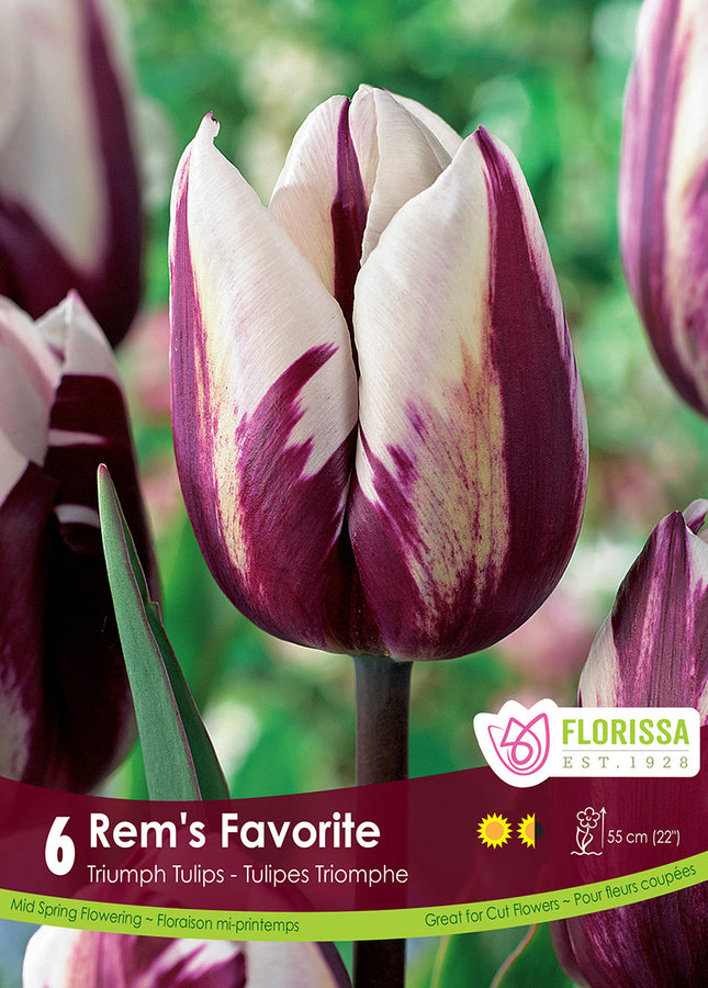 BULBES TULIPE - REM'S FAVORITE