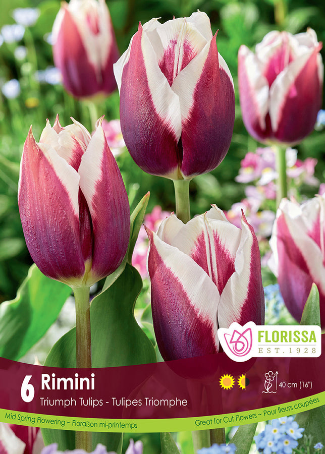 TULIP BULBS - RIMINI