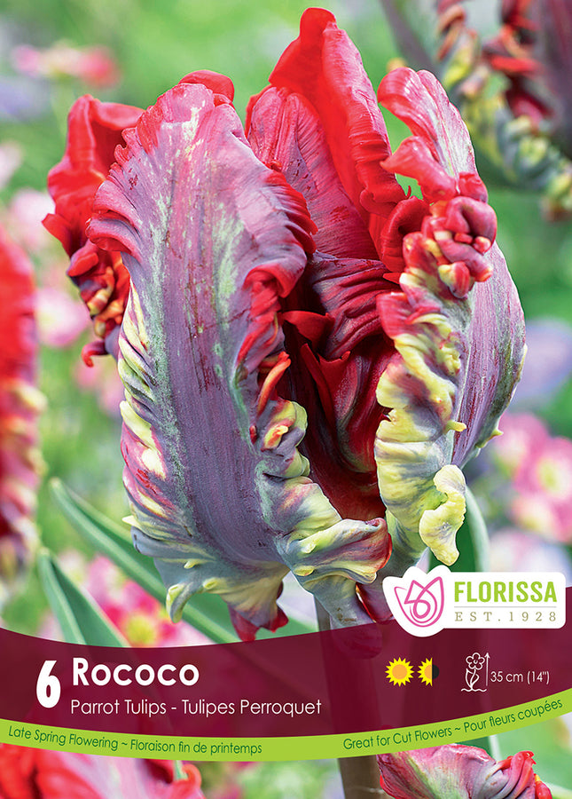 TULIP BULBS - ROCOCO