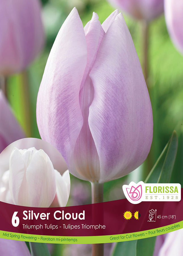 BULBES TULIPE - SILVER CLOUD