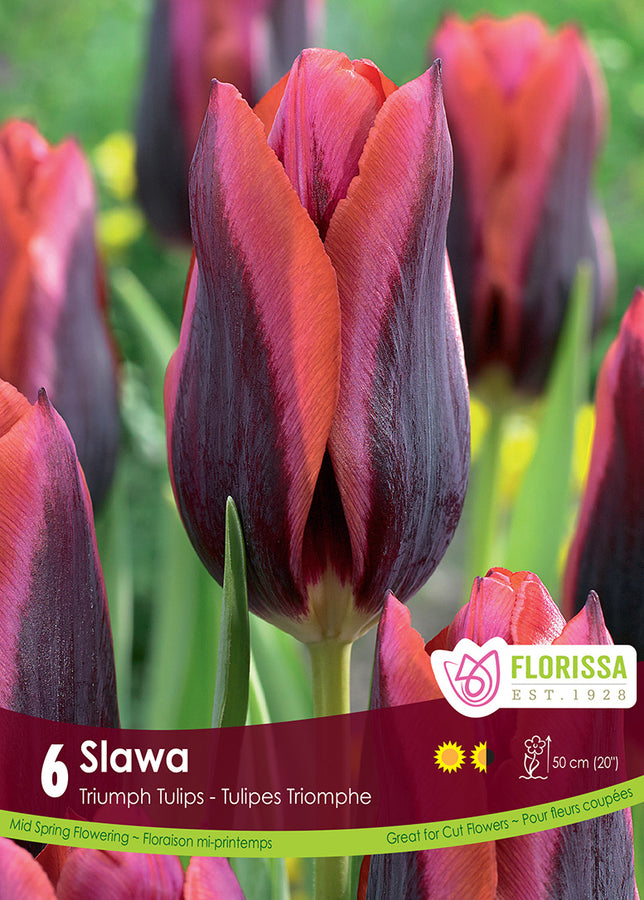 TULIP BULBS - SLAWA