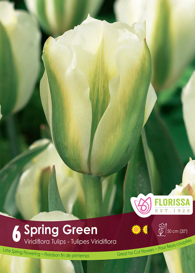 BULBE TULIPE - SPRING GREEN