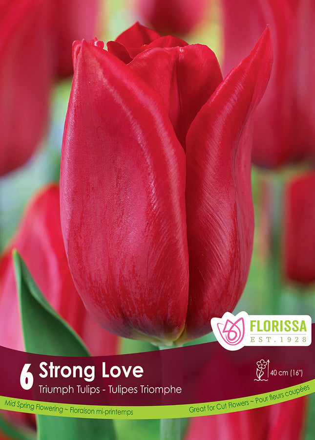 TULIP BULBS - STRONG LOVE