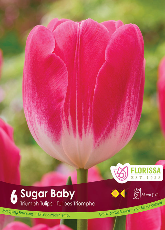 BULBES TULIPE - SUGAR BABY