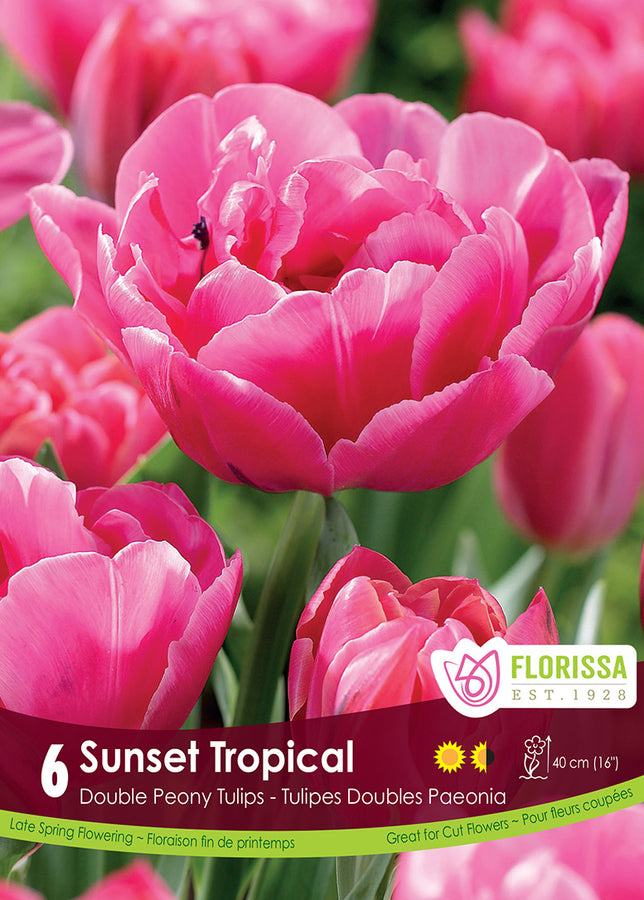 BULBES TULIPES - SUNSET TROPICAL