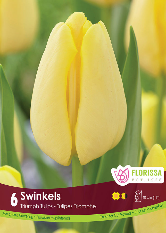 BULBES TULIPE - SWINKELS