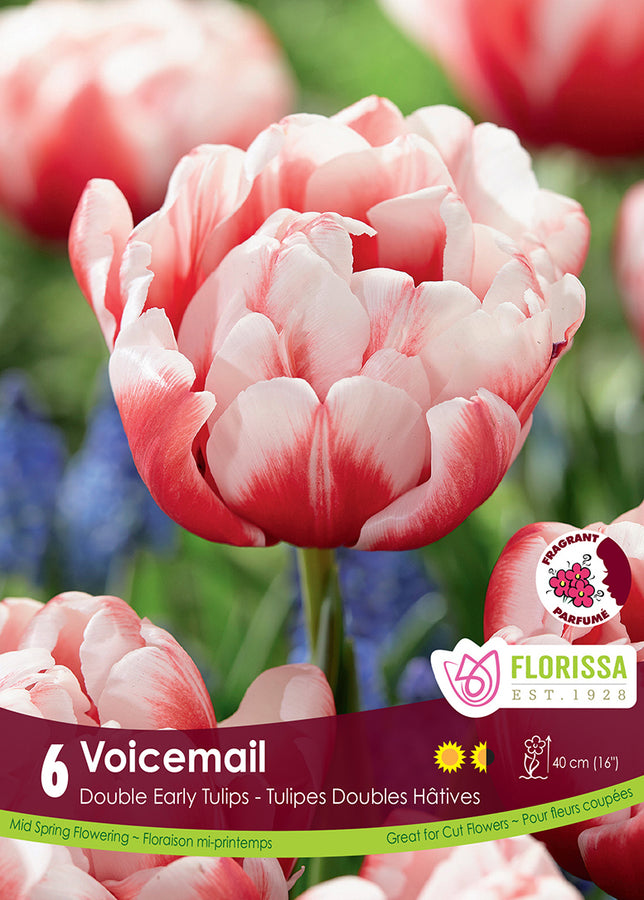 TULIP BULBS - VOICEMAIL