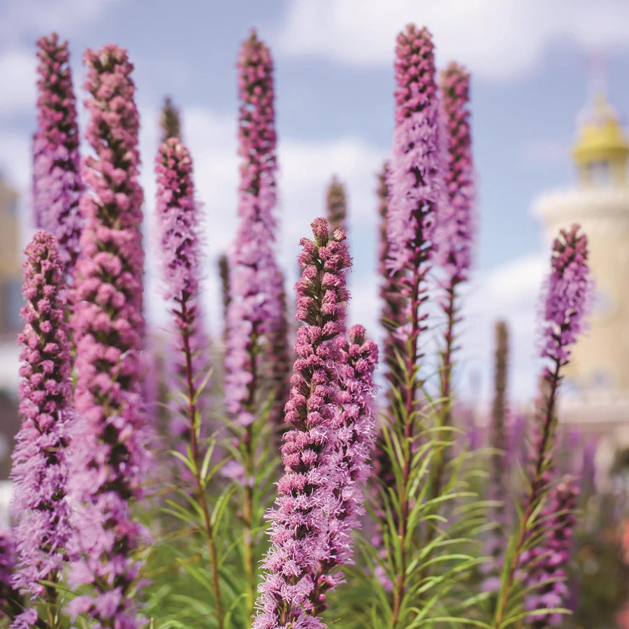 LIATRIS SPICATA
