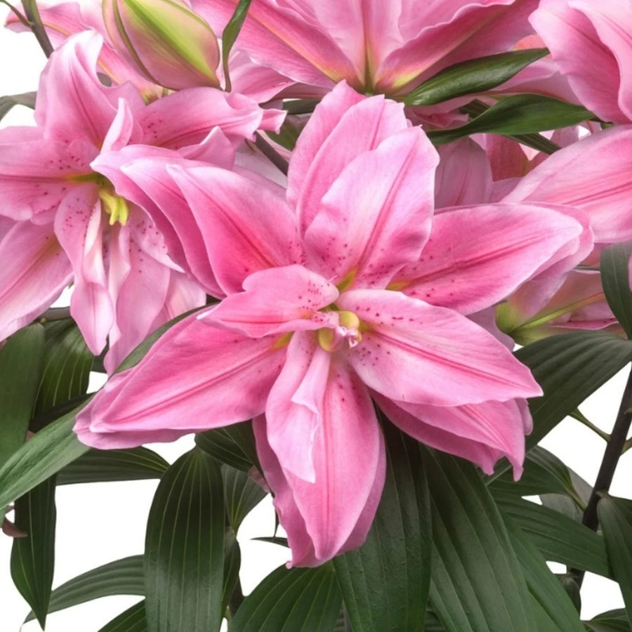 LILIUM ORITENTALIS ROSELILY SARA