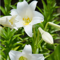 LILIUM LONGIFLORUM MIRACLE *LYS DE PAQUES*