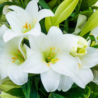LILIUM LONGIFLORUM MIRACLE *LYS DE PAQUES*